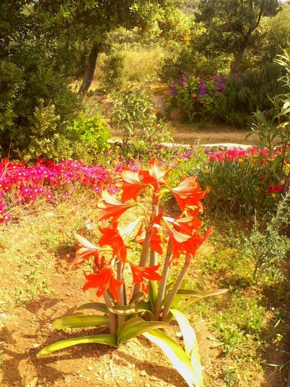 Farm Stay Gli Oleandri Loiri Porto San Paolo Zewnętrze zdjęcie