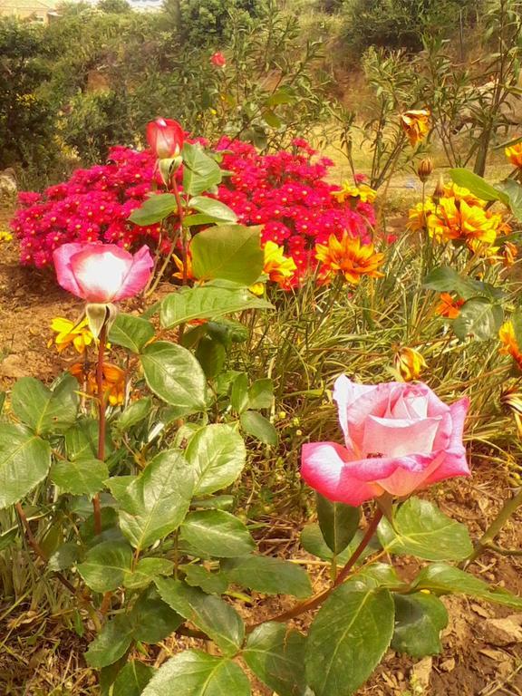 Farm Stay Gli Oleandri Loiri Porto San Paolo Zewnętrze zdjęcie