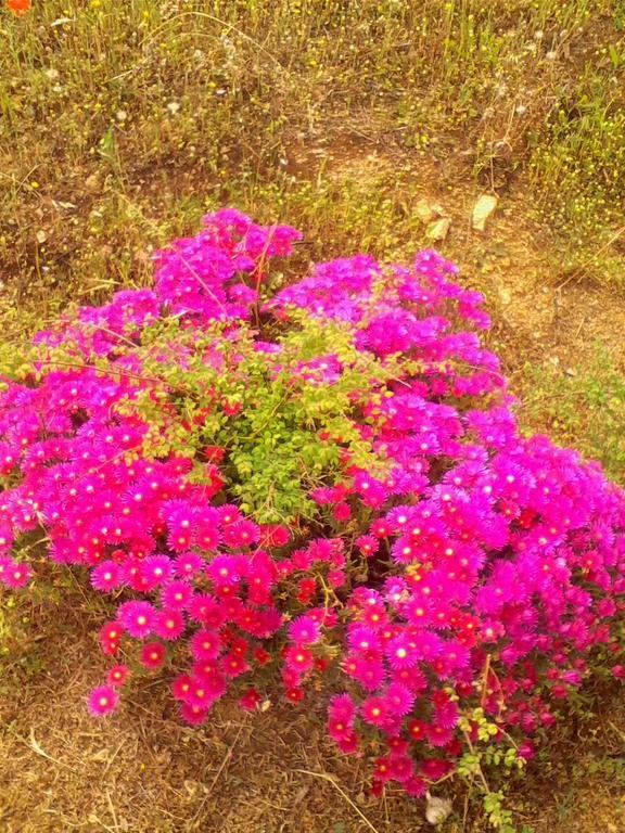 Farm Stay Gli Oleandri Loiri Porto San Paolo Zewnętrze zdjęcie