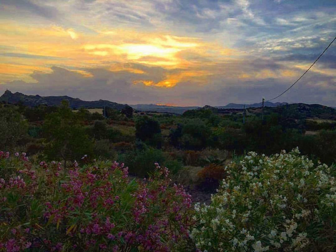 Farm Stay Gli Oleandri Loiri Porto San Paolo Zewnętrze zdjęcie